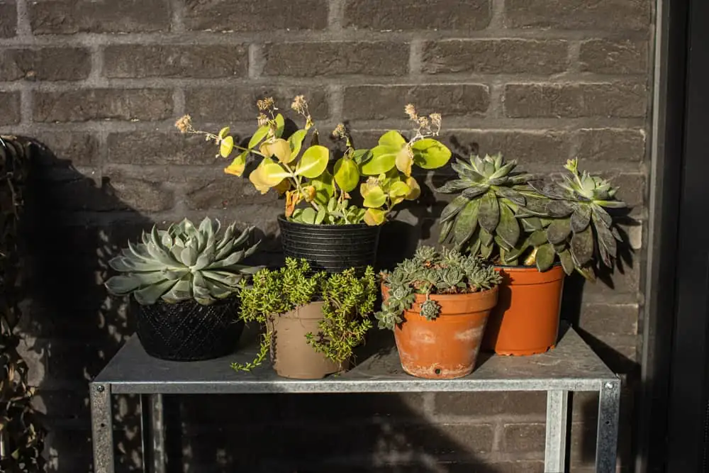 succulents on sunny balcony