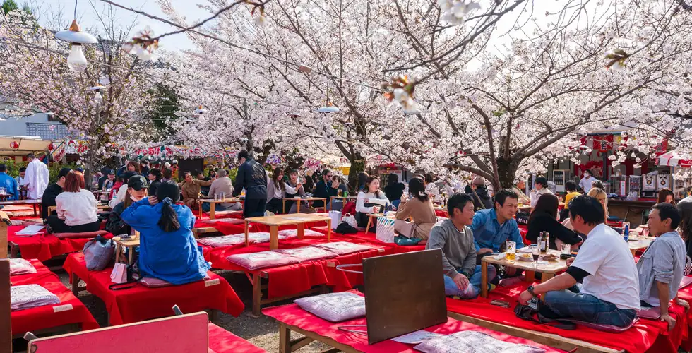 hanami cherry blossom festival