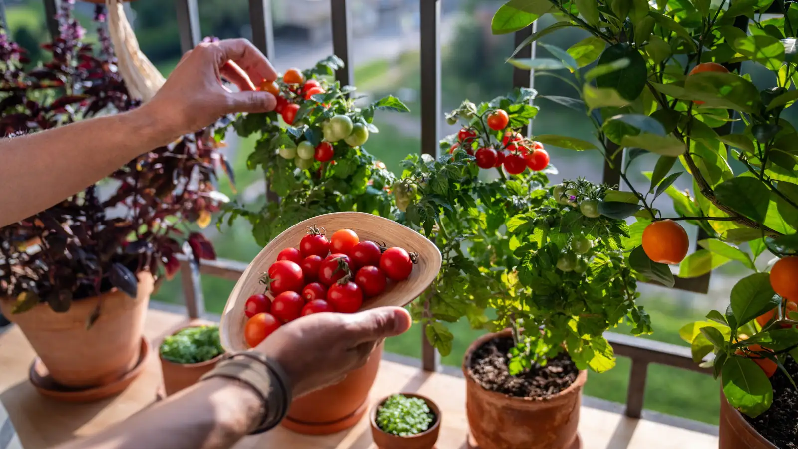 tomatoes peppers petunias sunny balcony