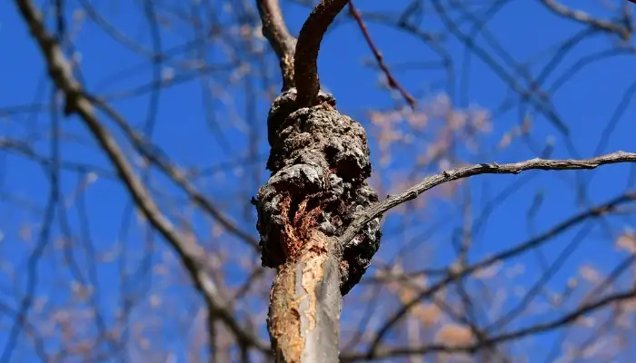 cherry tree black knot disease