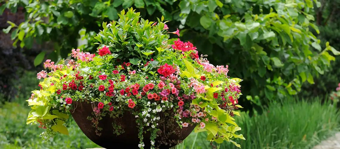 thriller spiller filler container arrangement