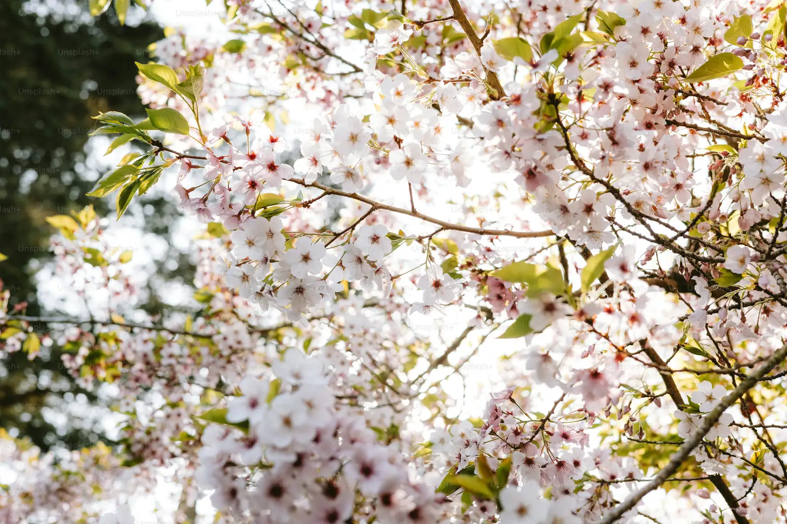 ladybugs on cherry blossom leaves