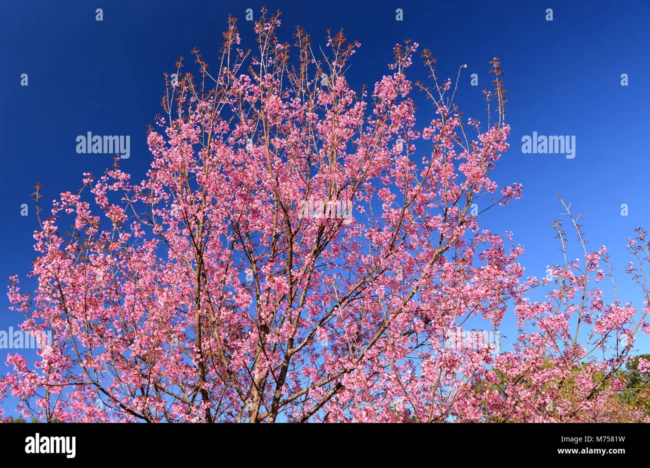 From the Himalayas to Hanami: The Enchanting History of Cherry Blossoms