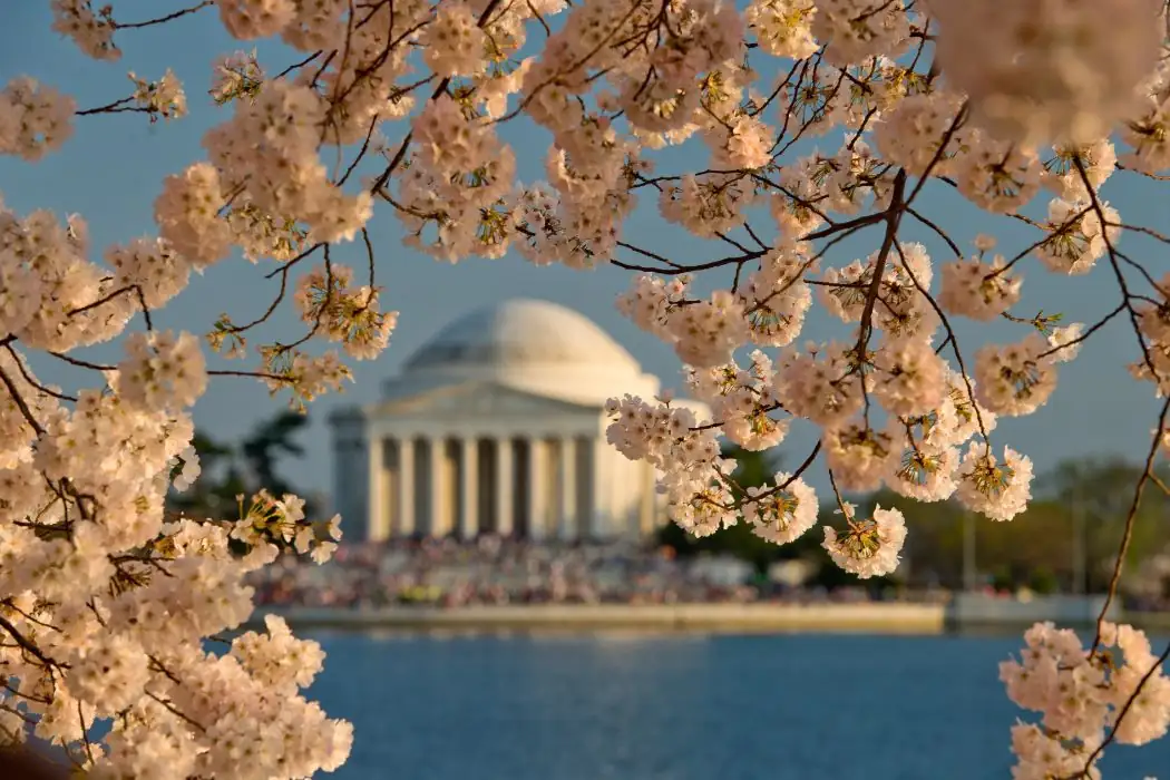 Washington DC cherry blossoms festival