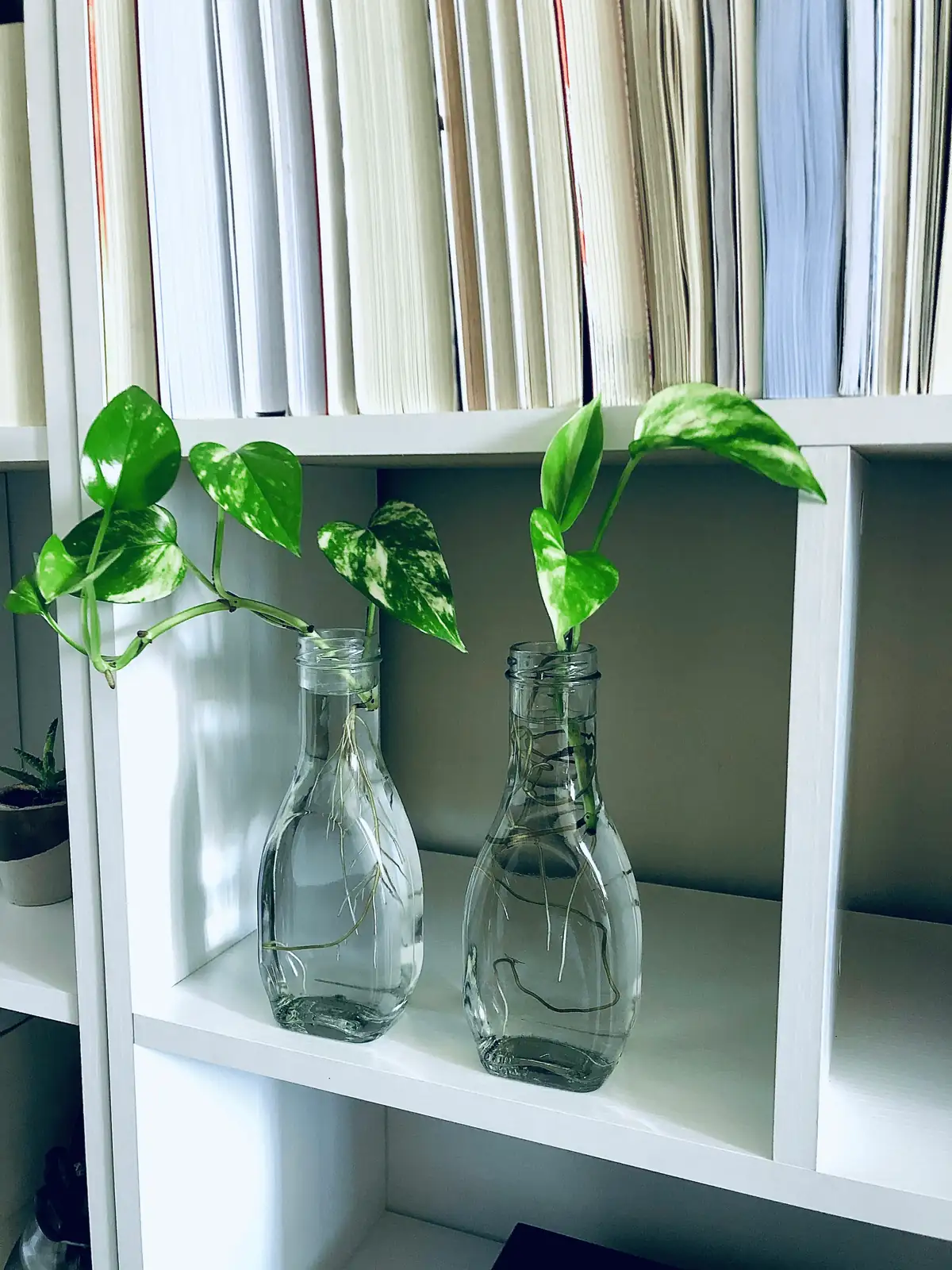 pothos easy care office