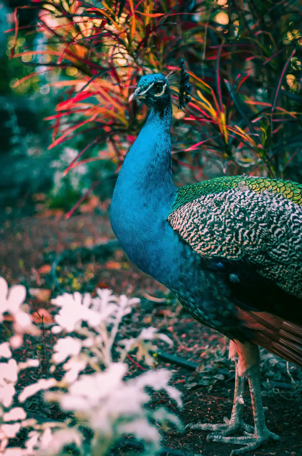 Mastering Peacock Plant Care: A Guide to Thriving Indoor Beauty