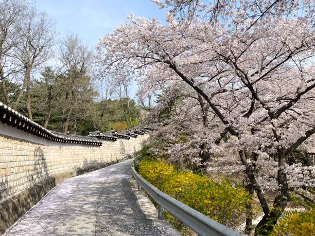 South Korea cherry blossoms street