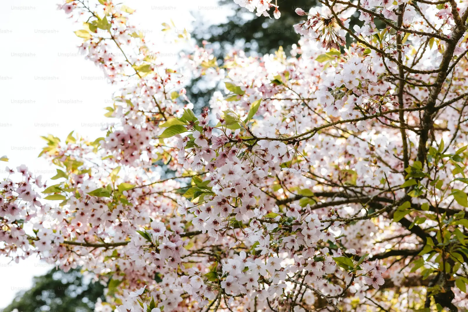 Petal Perfection: Fun Facts and Quirks of Cherry Blossoms