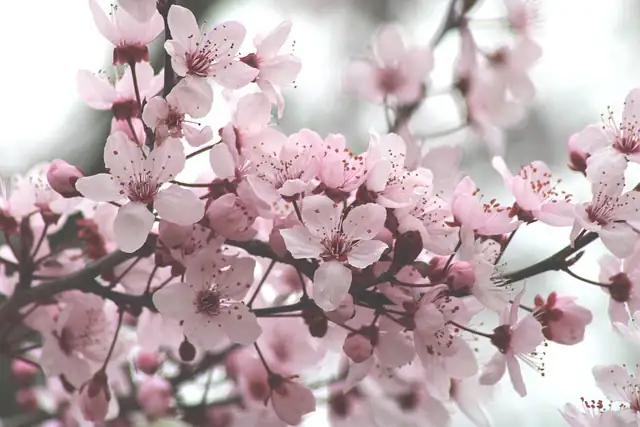 ornamental cherry blossom close-up