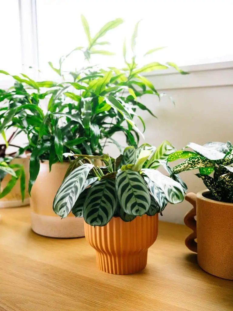 Troubleshooting Peacock Plant Pests: A Survival Guide