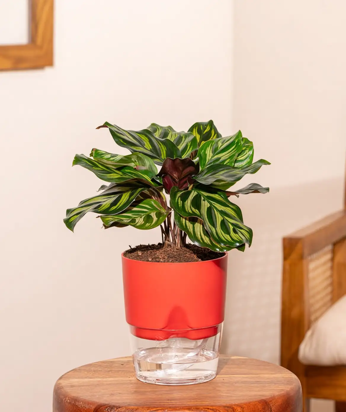 peacock plant care routine setup