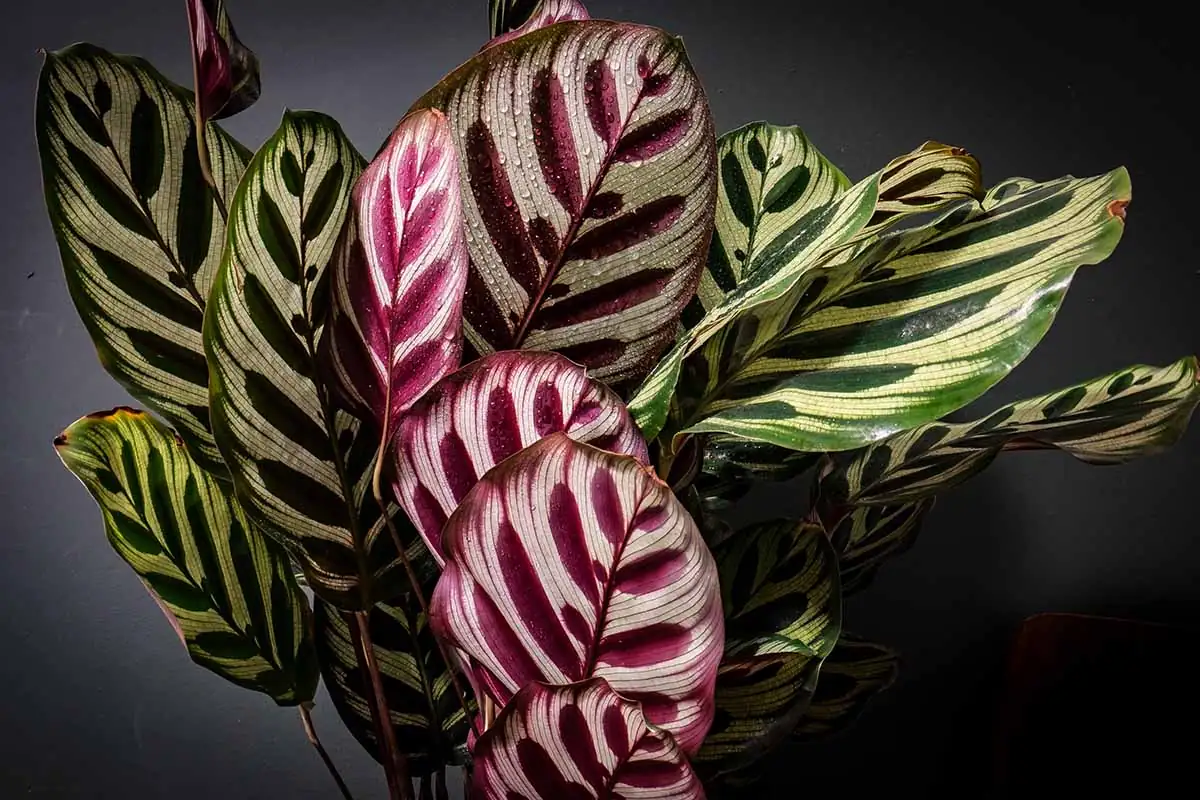 peacock plant leaf folding at night