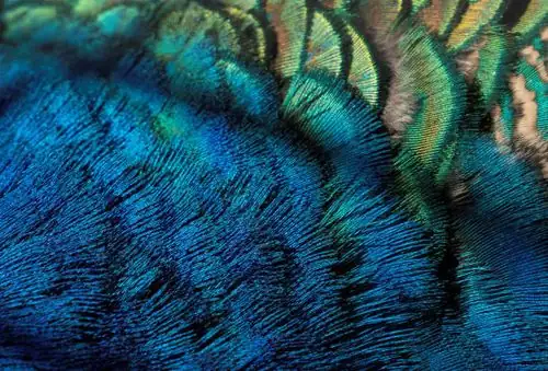 From Rainforest Floors to Your Living Room: The Journey of the Peacock Plant