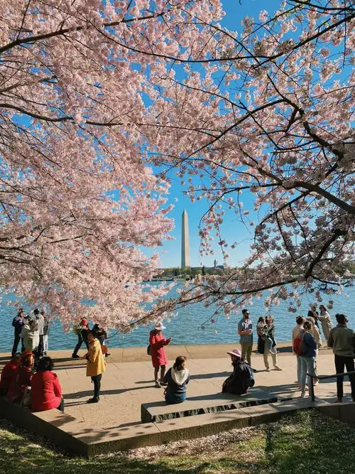 cherry blossoms in Washington D.C.