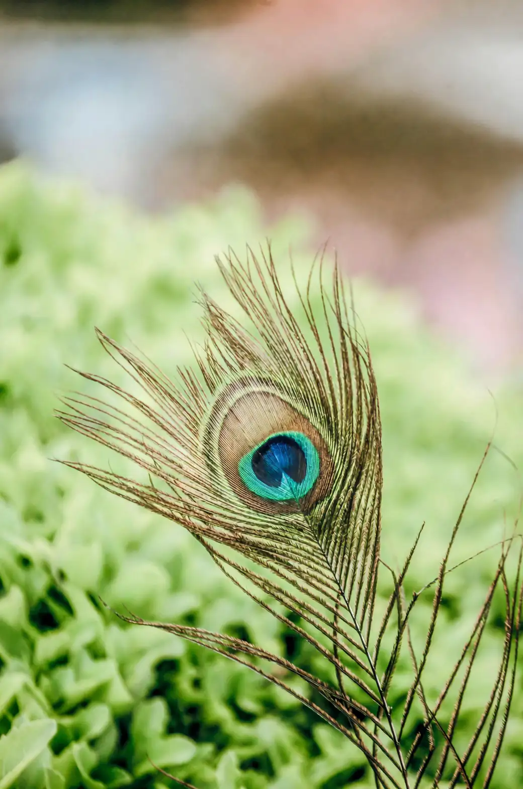peacock plant leaf close-up