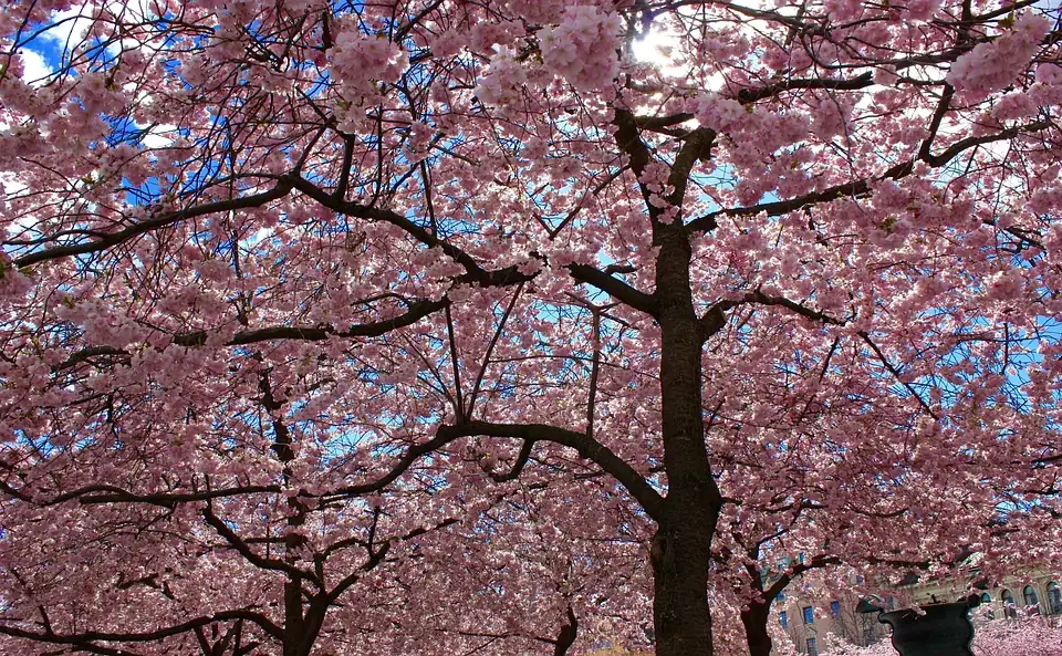 cherry blossom tree in a garden