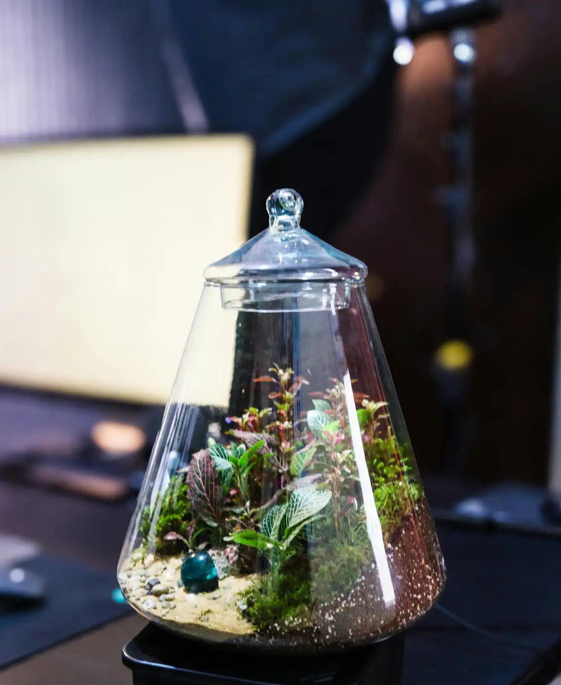 indoor peacock plant care setup