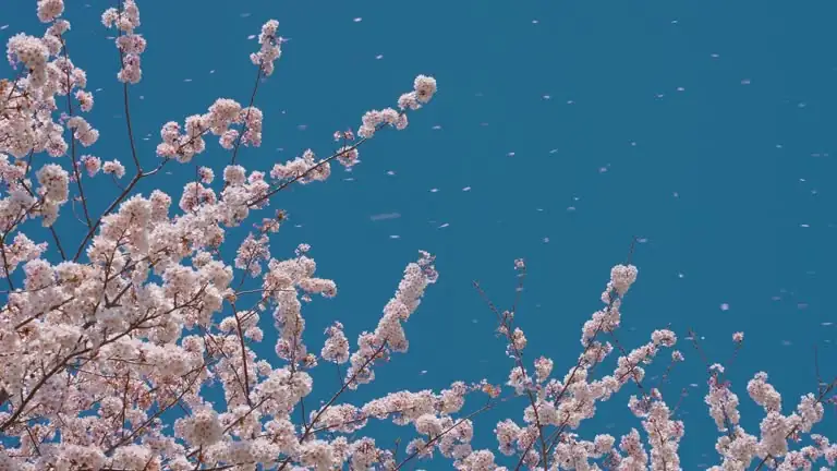 Cherry Blossoms in Bloom: Symbolism and Cultural Significance