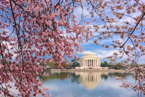 cherry blossoms Washington D.C. festival