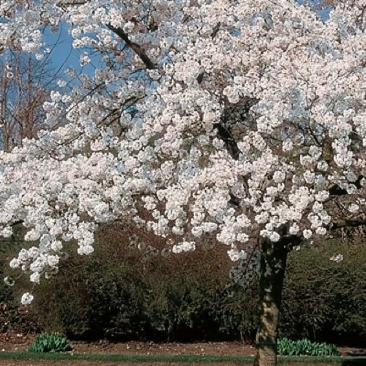 Prunus serrulata Mt. Fuji tree