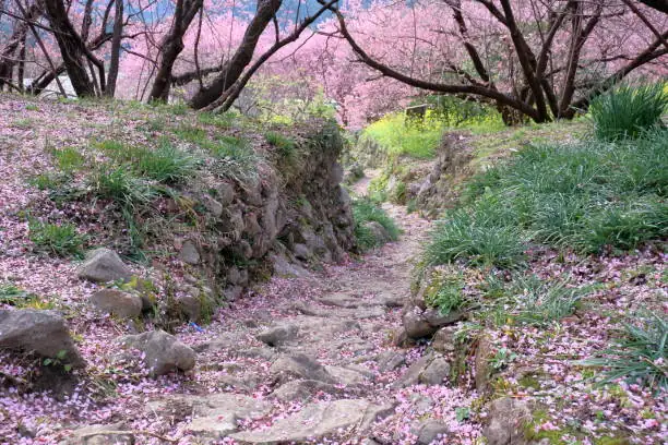 cherry blossom pathway garden