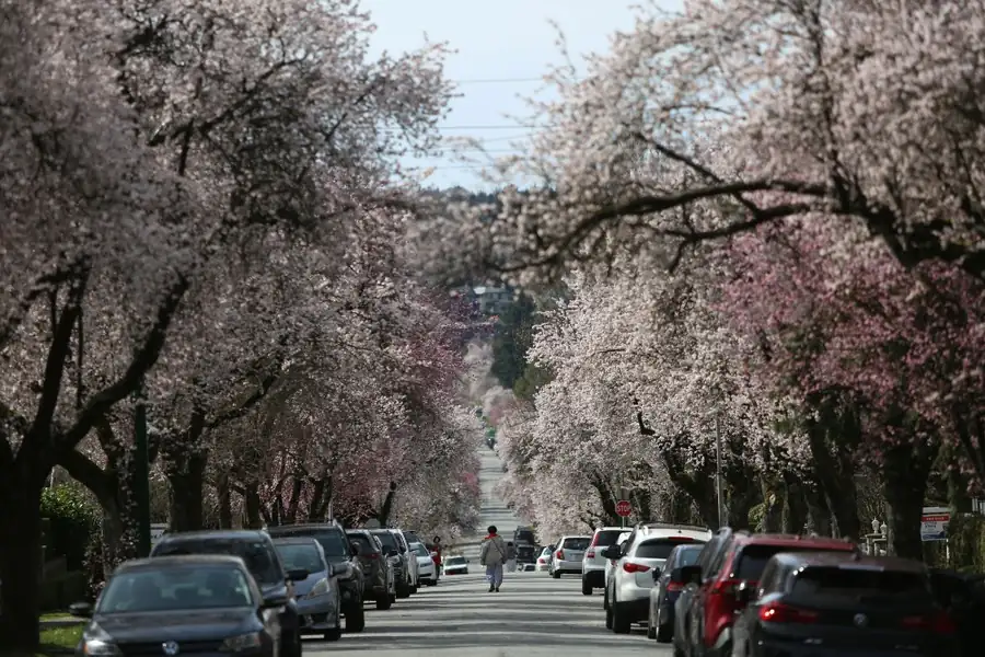 Culinary Blossoms: Cherry Blossoms in Food and Tradition