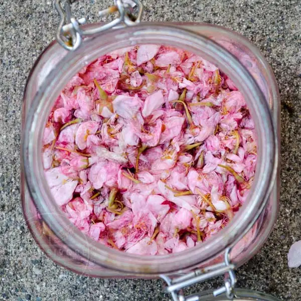 preserved cherry blossoms in jar