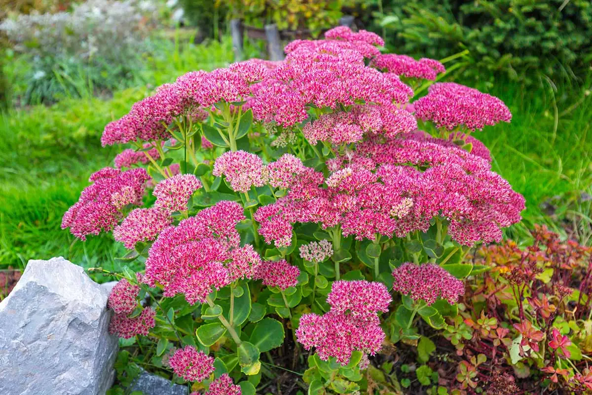 The Art of Care-Free Gardening: Mastering Sedum’s Watering & Light Needs