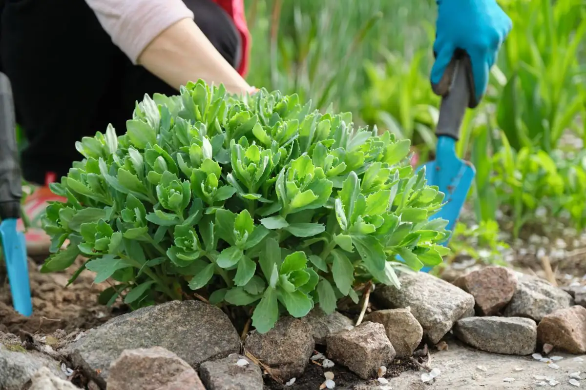 sedum in sunlight garden bed