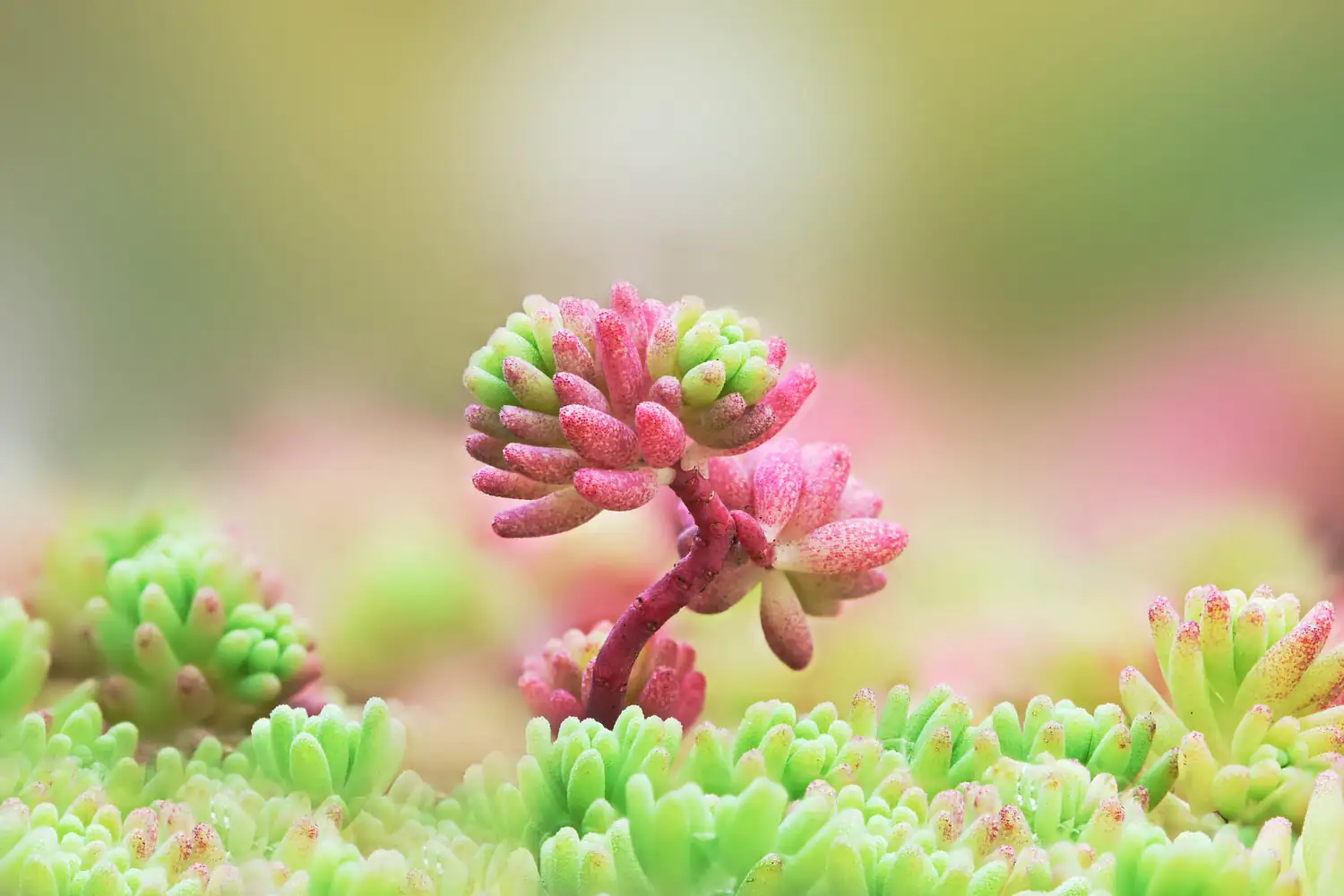 sedum soak and dry watering
