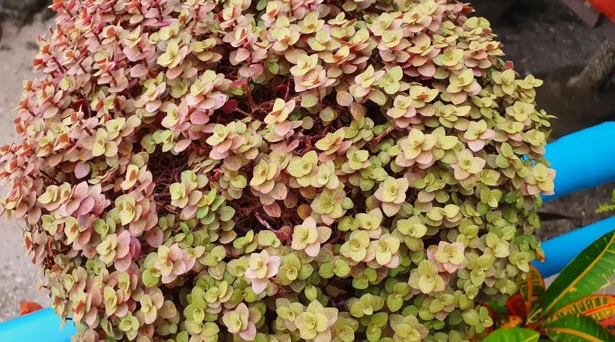 sedum in varied climates