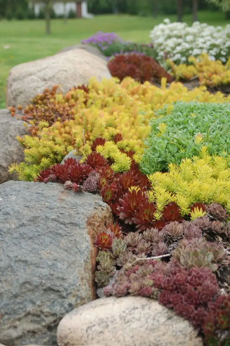 Pesky Pests Begone! Tackle Common Sedum Troubles with Ease