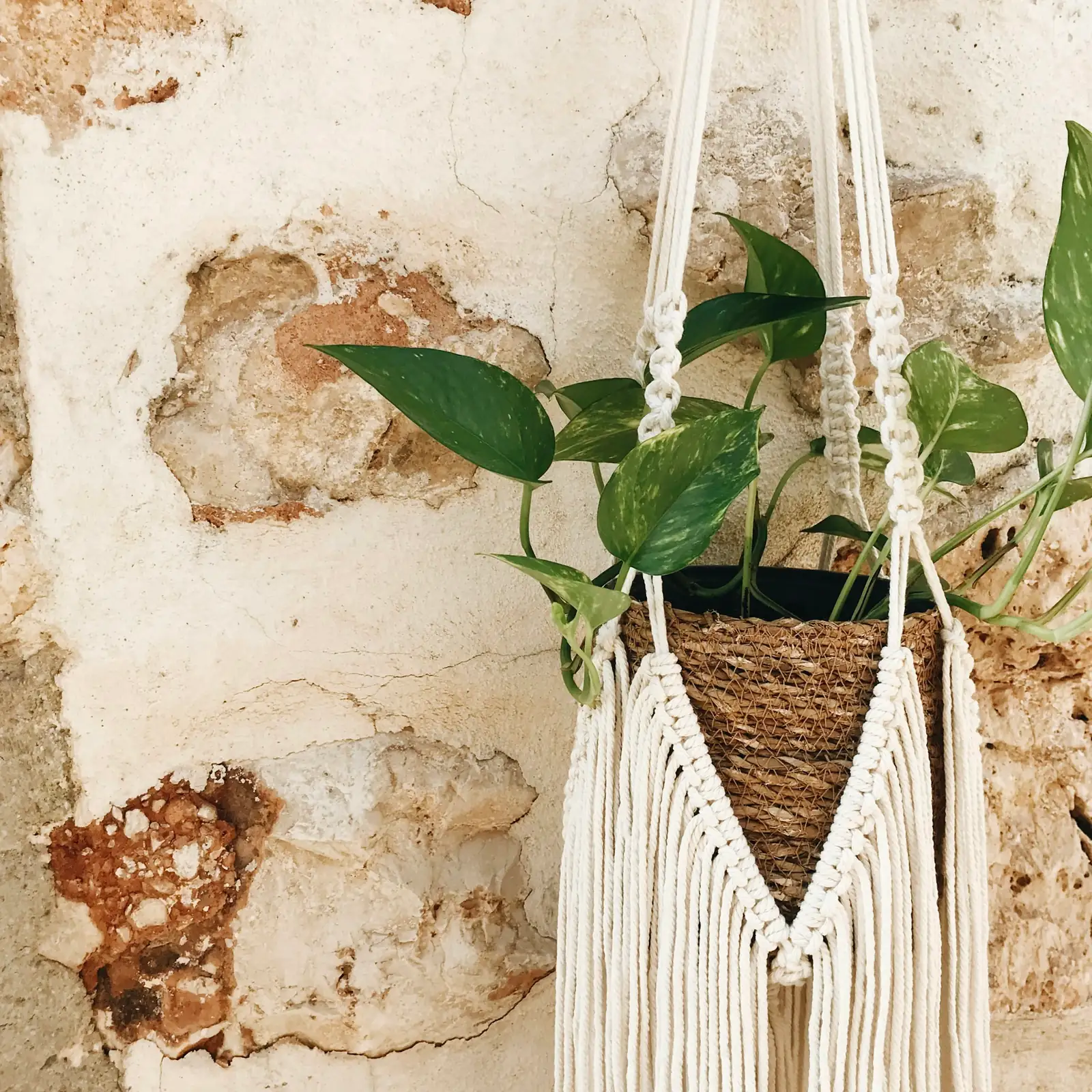 Houseplant Harmony: Keeping Your Pets and Plants Safe and Happy