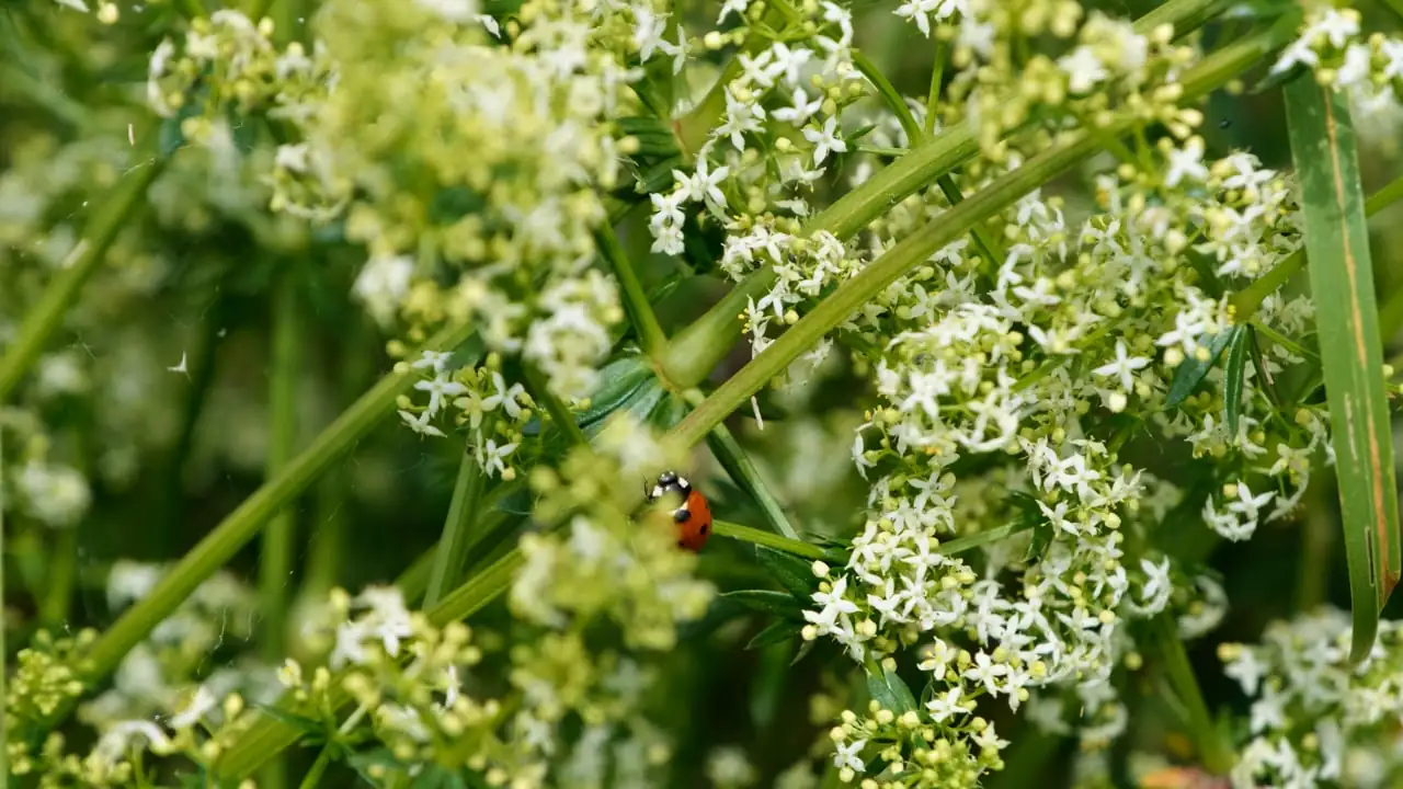ladybug on sedum plant