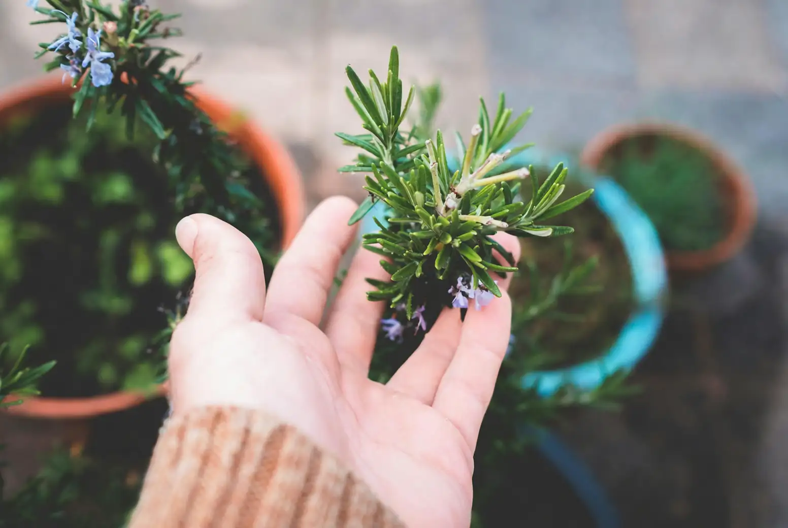 rosemary plant close-up