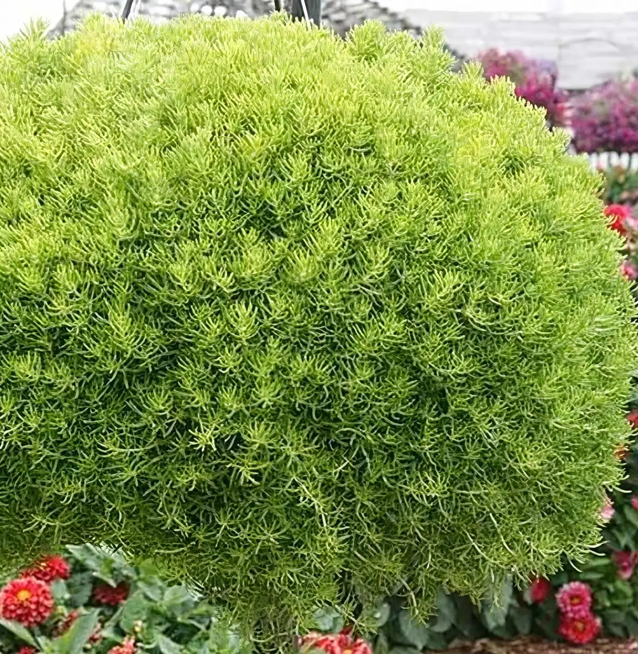 sedum in full sun garden