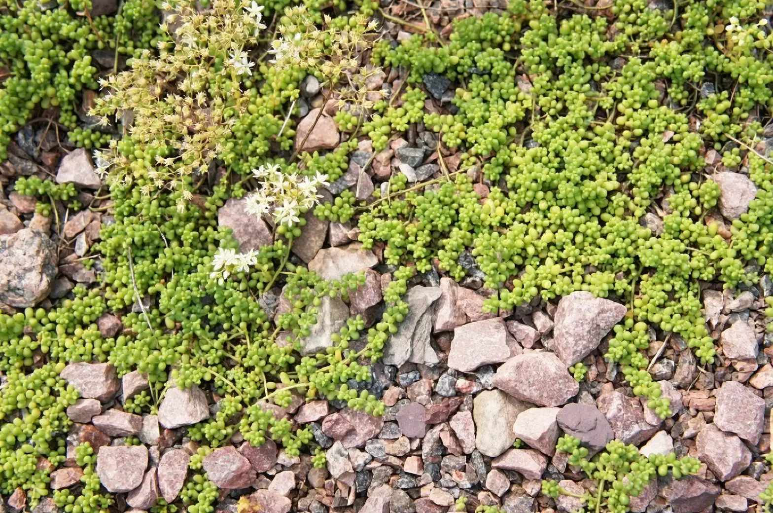 Rocky Beginnings: How Sedum Conquered the World’s Cliffs and Crevices