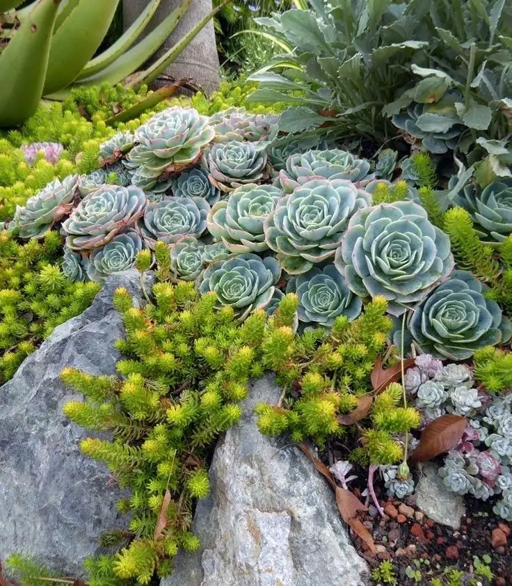 sedum garden design