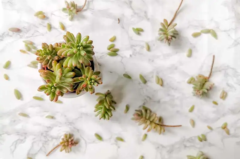 sedum propagation process