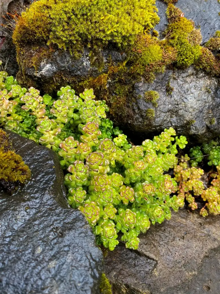 Stonecrop Secrets: Unveiling Sedum’s Surprising Survival Tricks