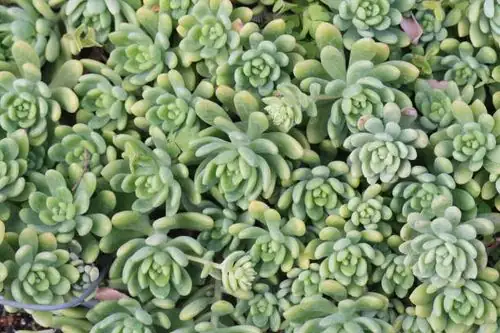 sedum fleshy leaves close-up