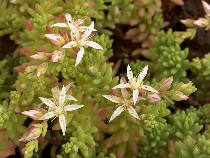 sedum star-shaped blooms
