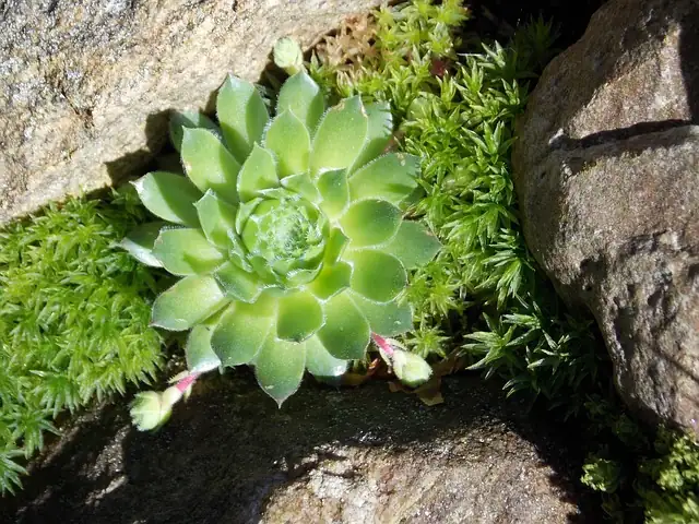 sedum in rock garden