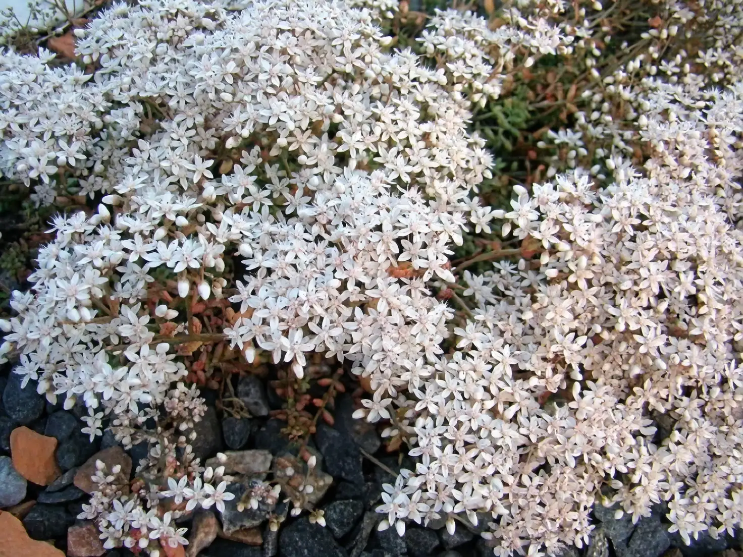 Symbol of Strength: The Cultural Fascination with Stonecrop