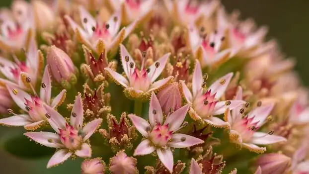 red sedum flowers close-up