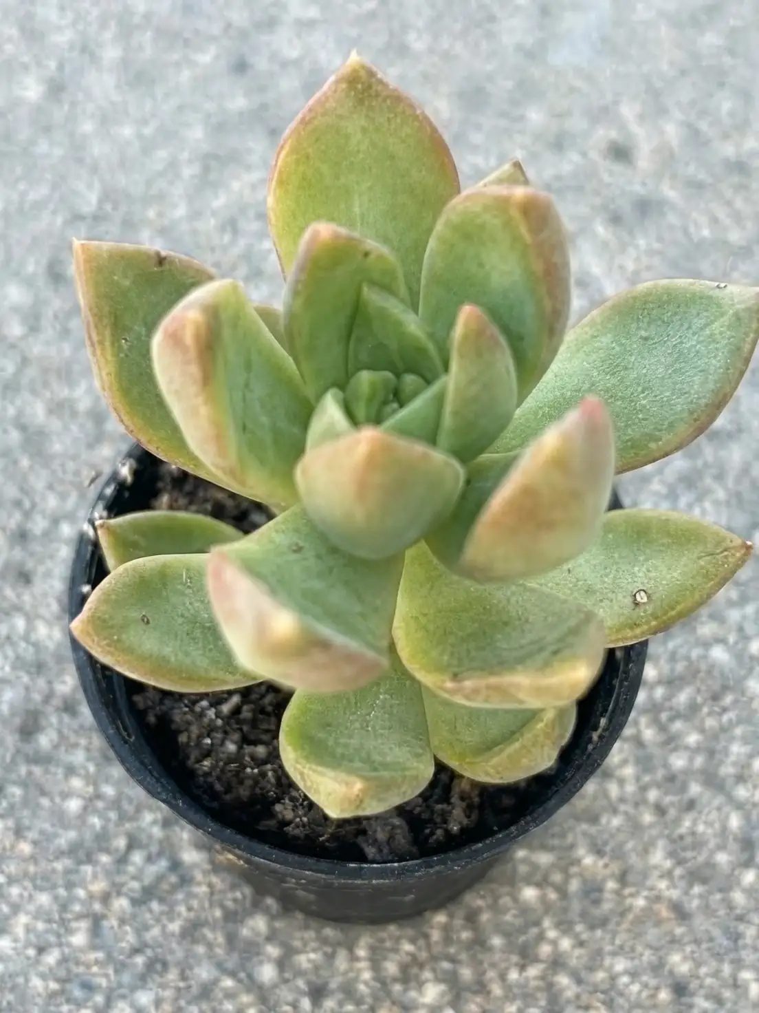 sedum adolphi golden glow