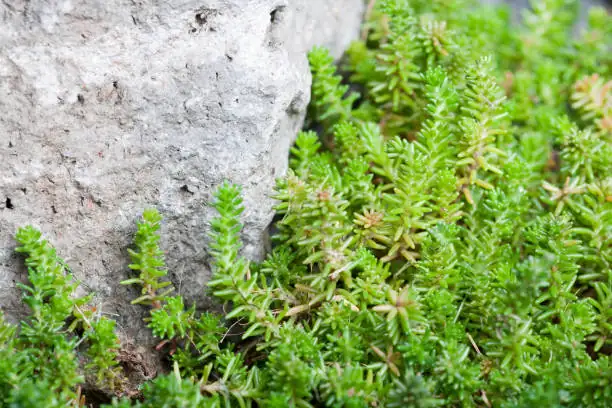 Propagation Pro Tips: Multiply Your Sedum Collection with Ease