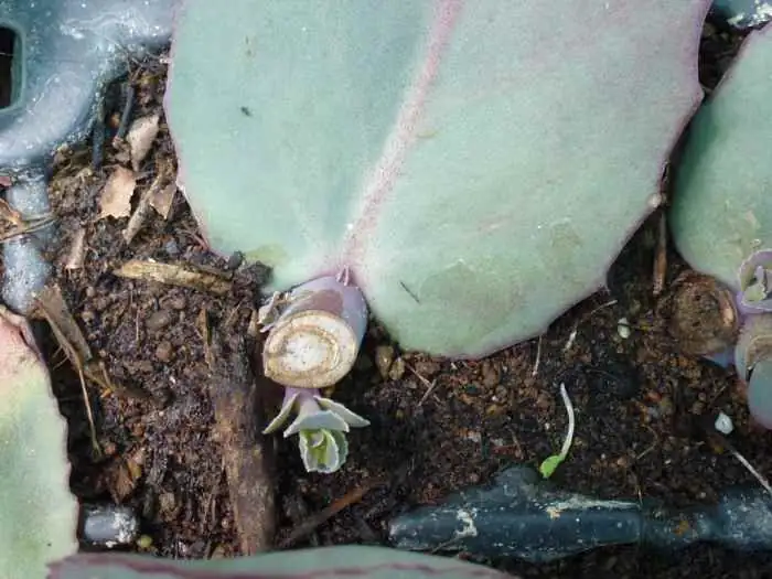 sedum leaf cutting propagation