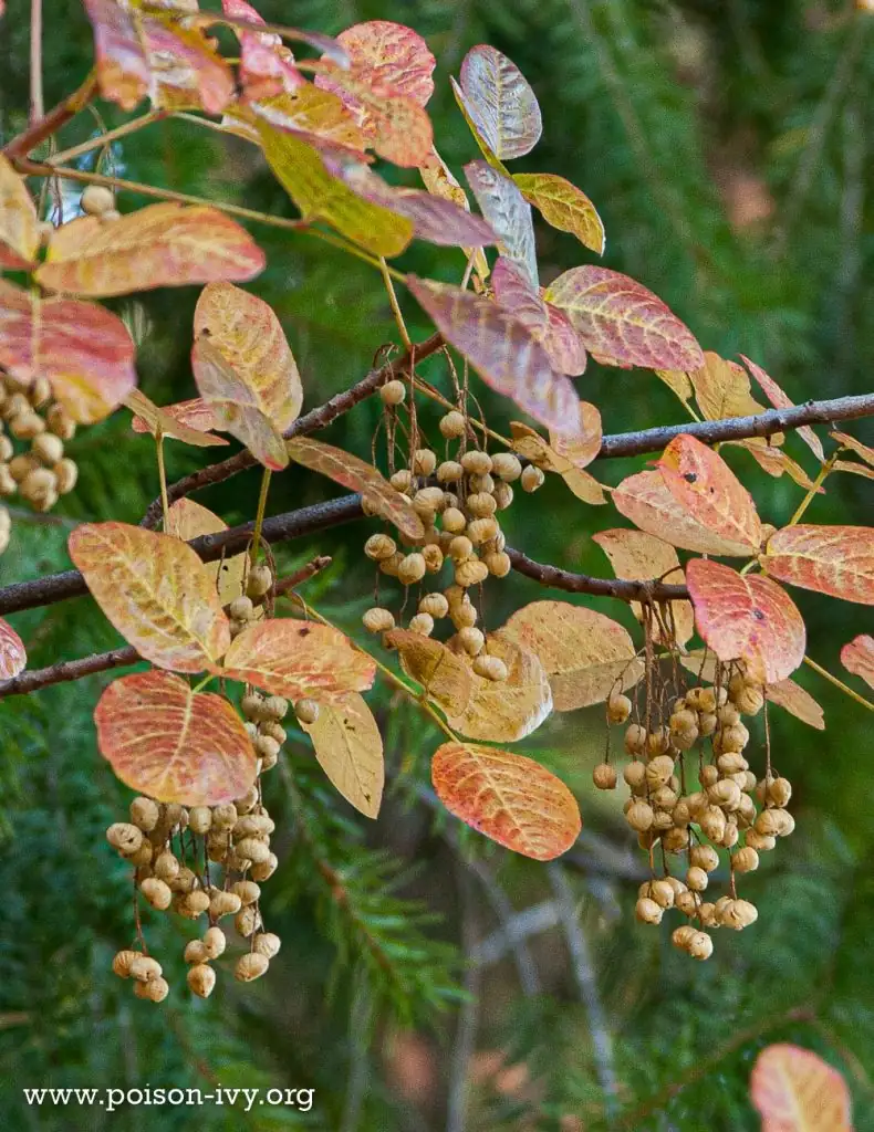 poison oak shrub with berries