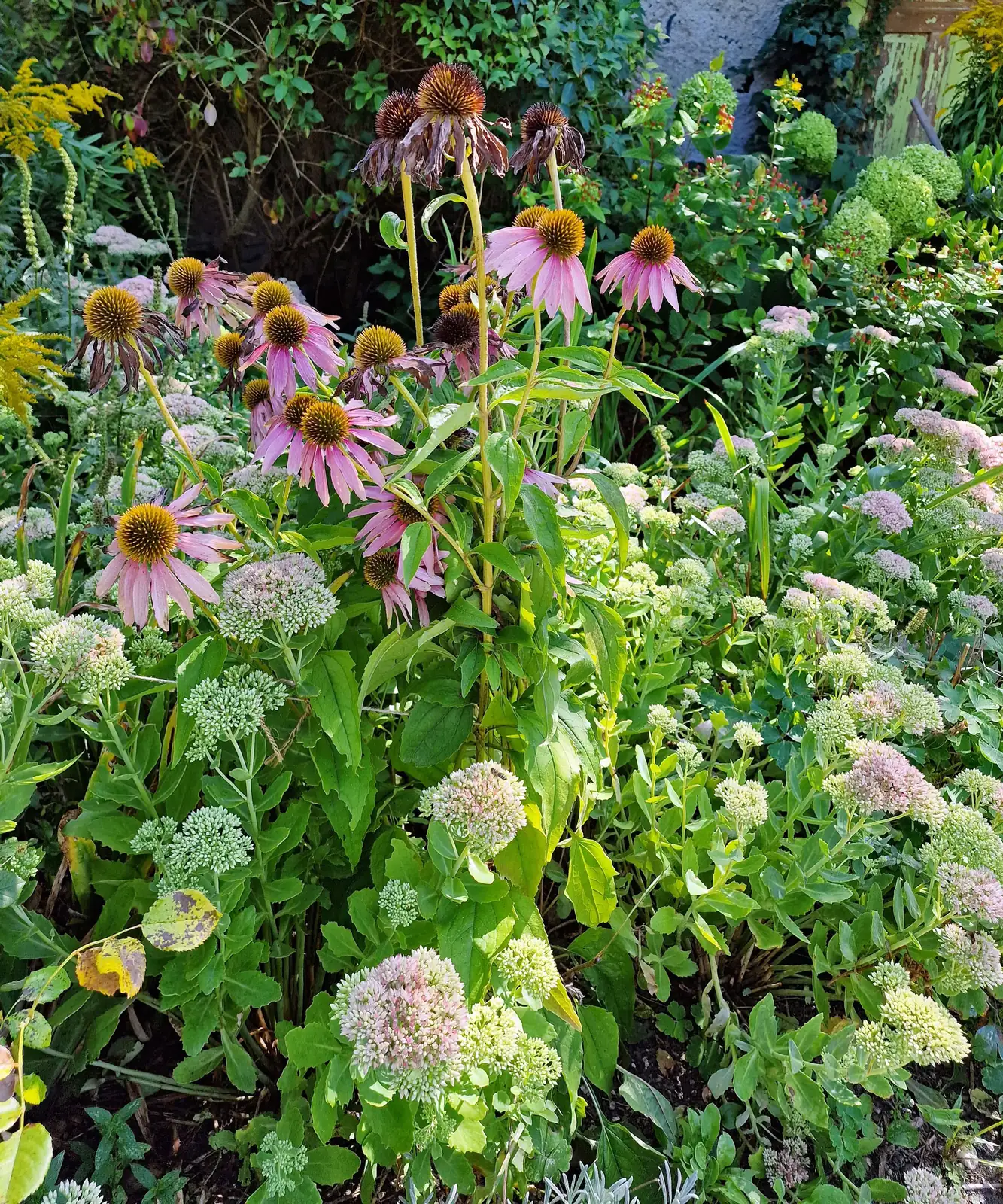 daylilies coneflowers sedum garden